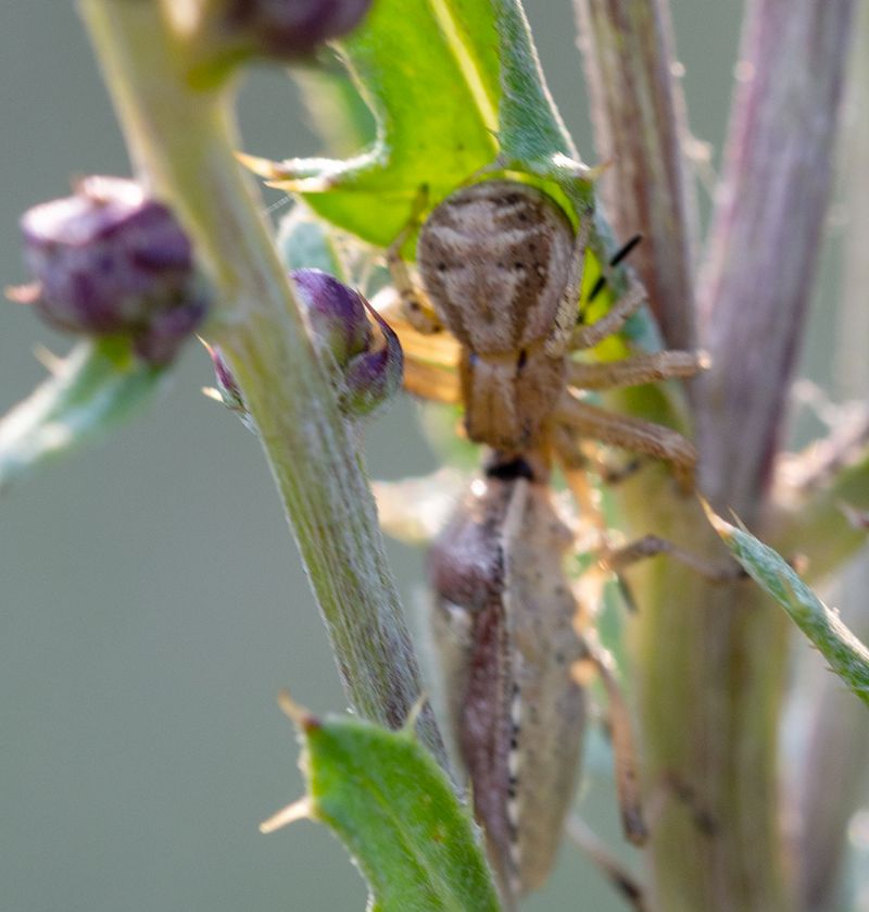 Xysticus sp. - Passo del Cerreto (MS-RE)